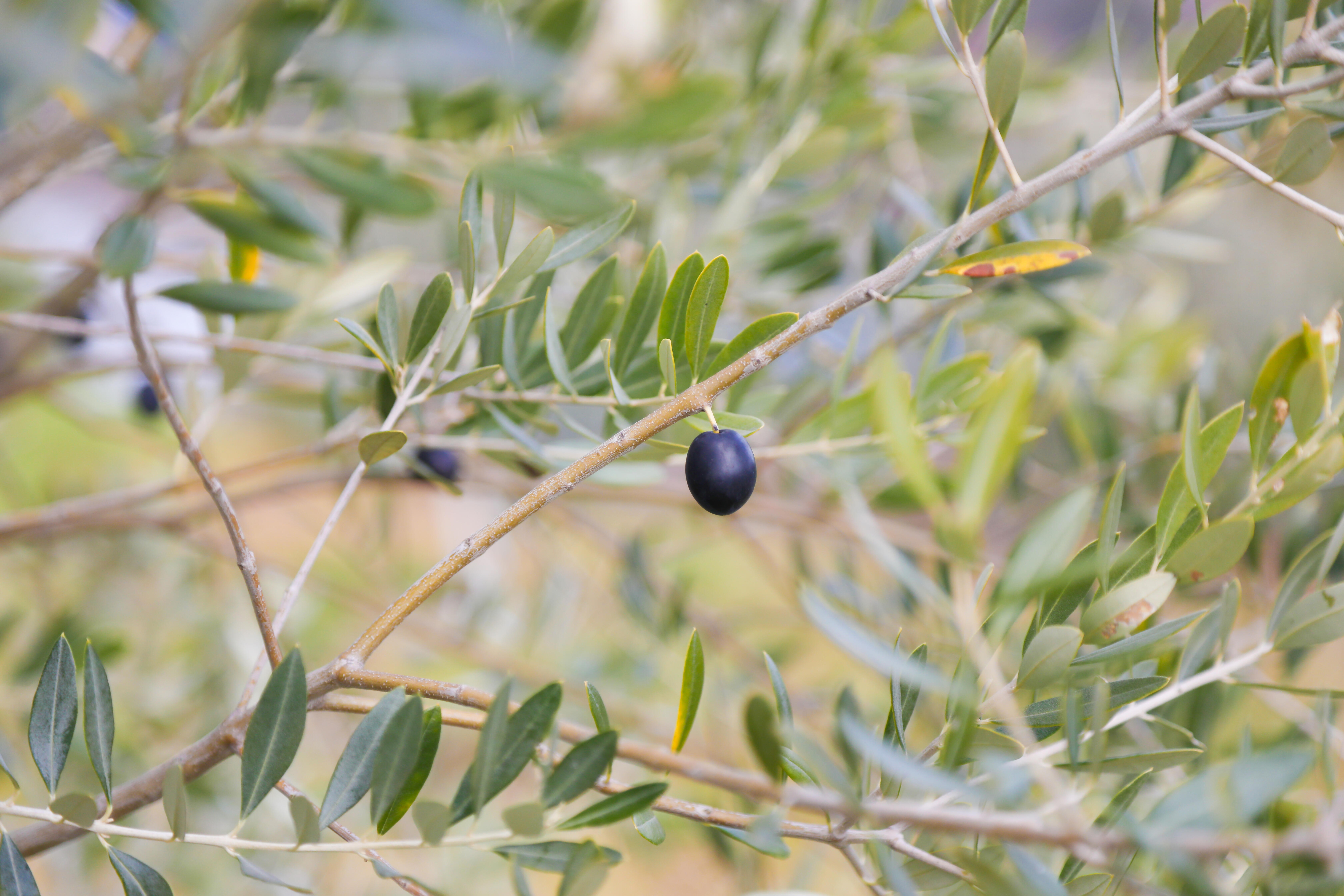 小さな苗木からはじまり、着実に繋いだ実りの秋