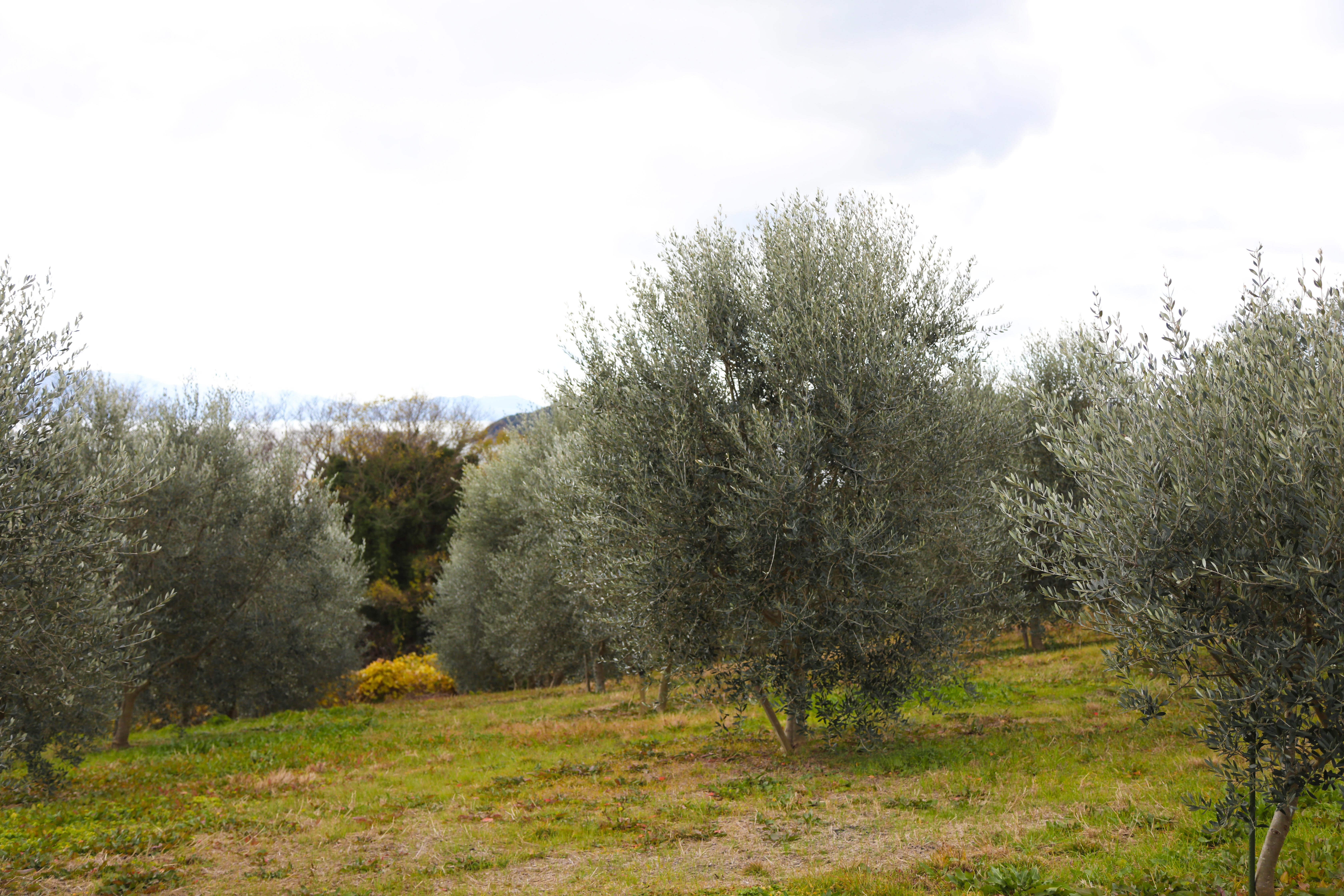 頭島のロケーションに惹かれ、地域おこし協力隊として新たな一歩を 